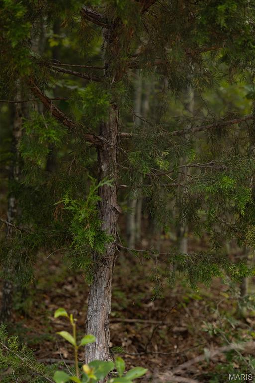 Tbd Tbd Whitacre Run Salem, MO 65560 - Photo 9 of 25