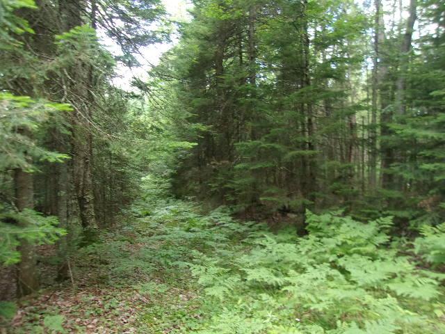 Off Cramer Lake Road Mercer, WI 54547 - Photo 14 of 21 Gallery Image 14