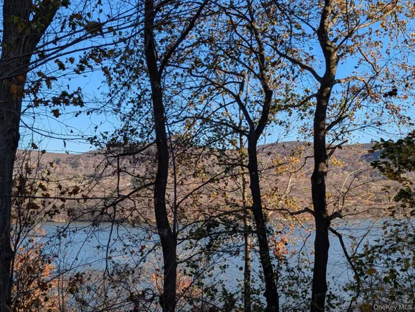 a picture of tree