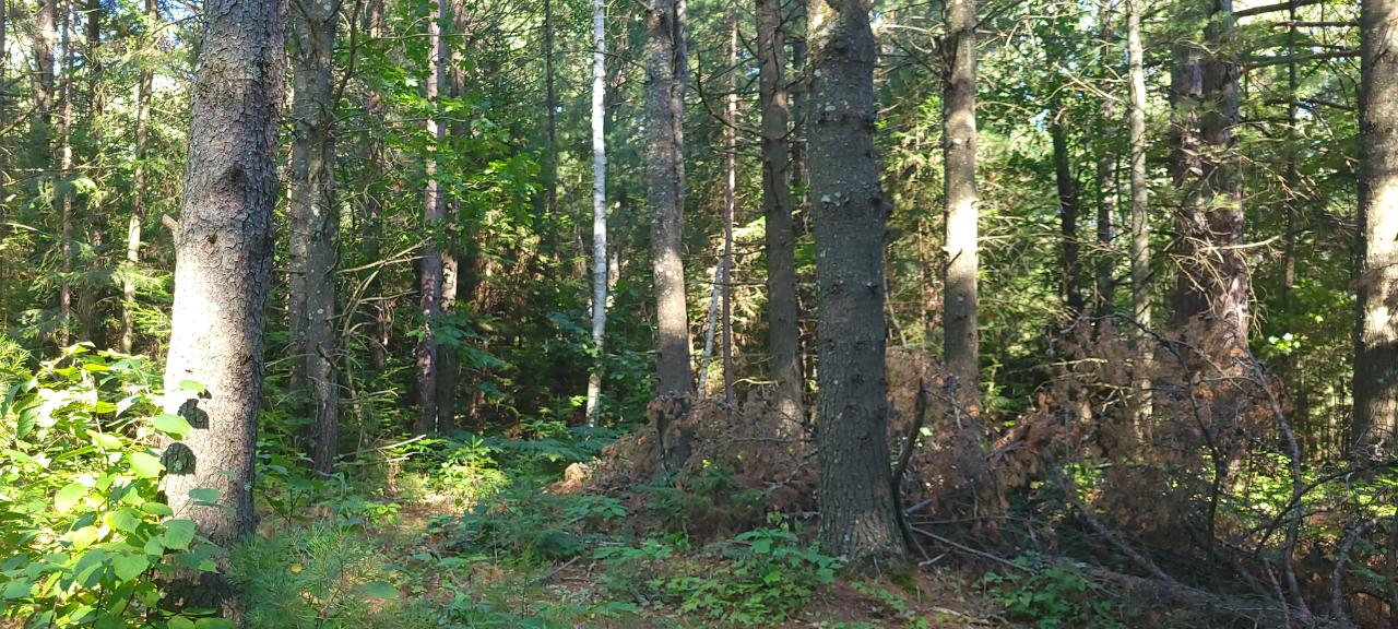 Lot 11 Shore Drive Rhinelander, WI 54501 - Photo 6 of 7 Gallery Image 6