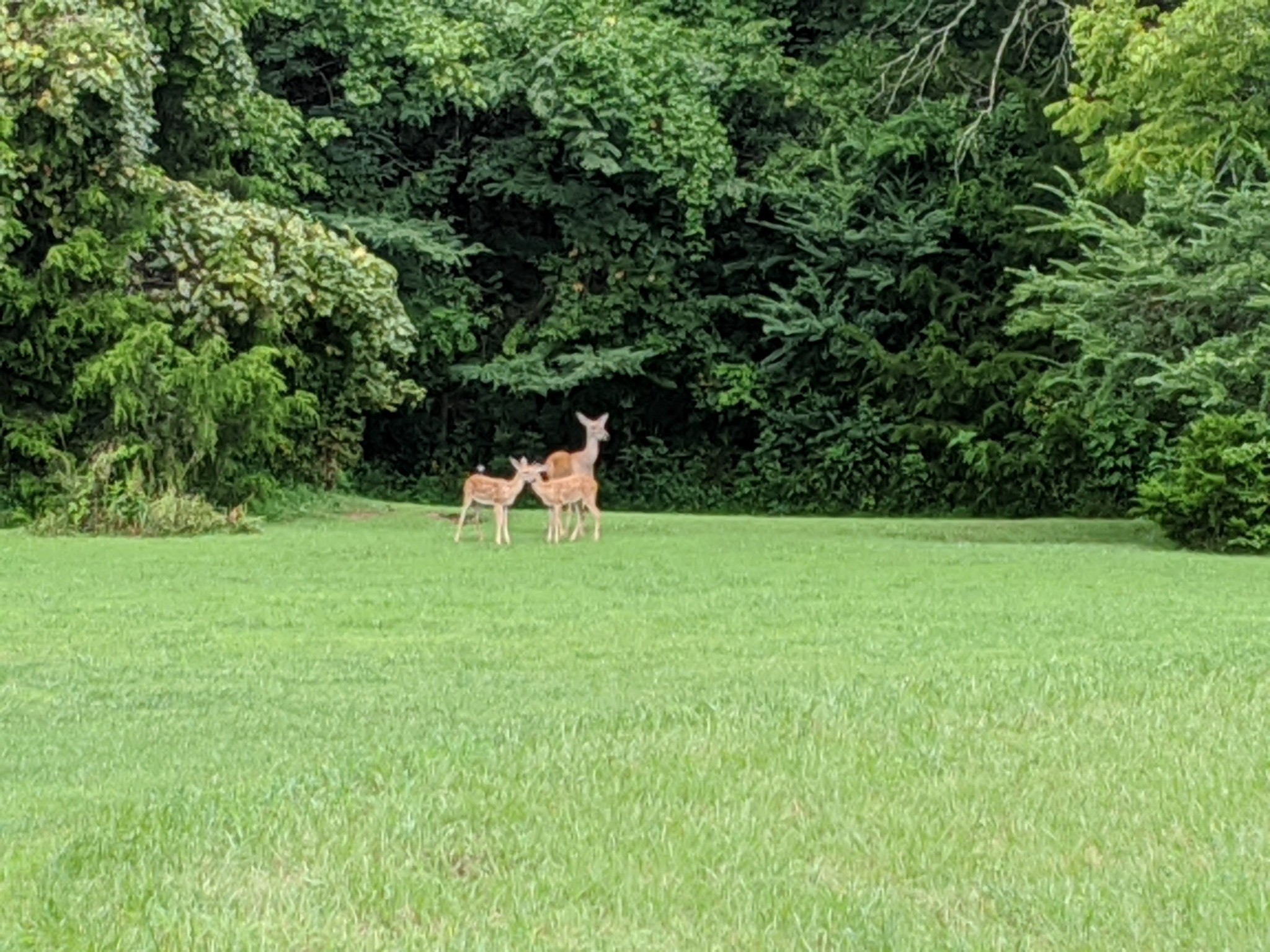 5009 Ash Hill Road Spring Hill, TN 37174 - Photo 48 of 56