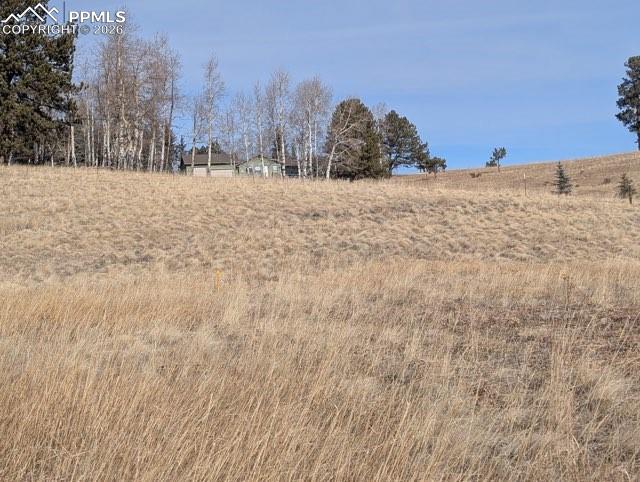 307 Pinaceae Heights Divide, CO 80814 - Photo 16 of 18 a view of a dry yard with trees