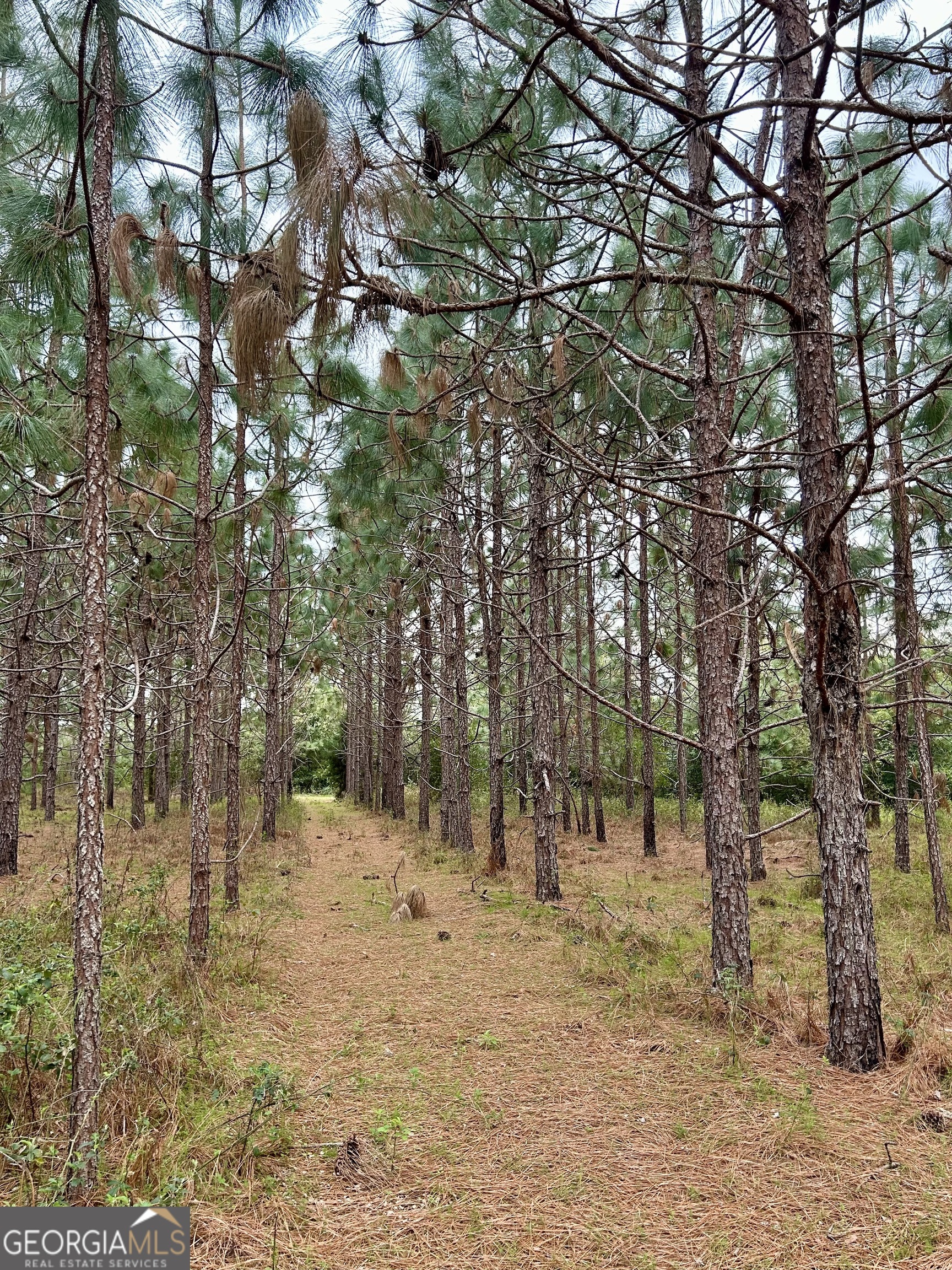 668 10 Mile Road Fitzgerald, GA 31750 - Photo 18 of 19 a view of covered with trees
