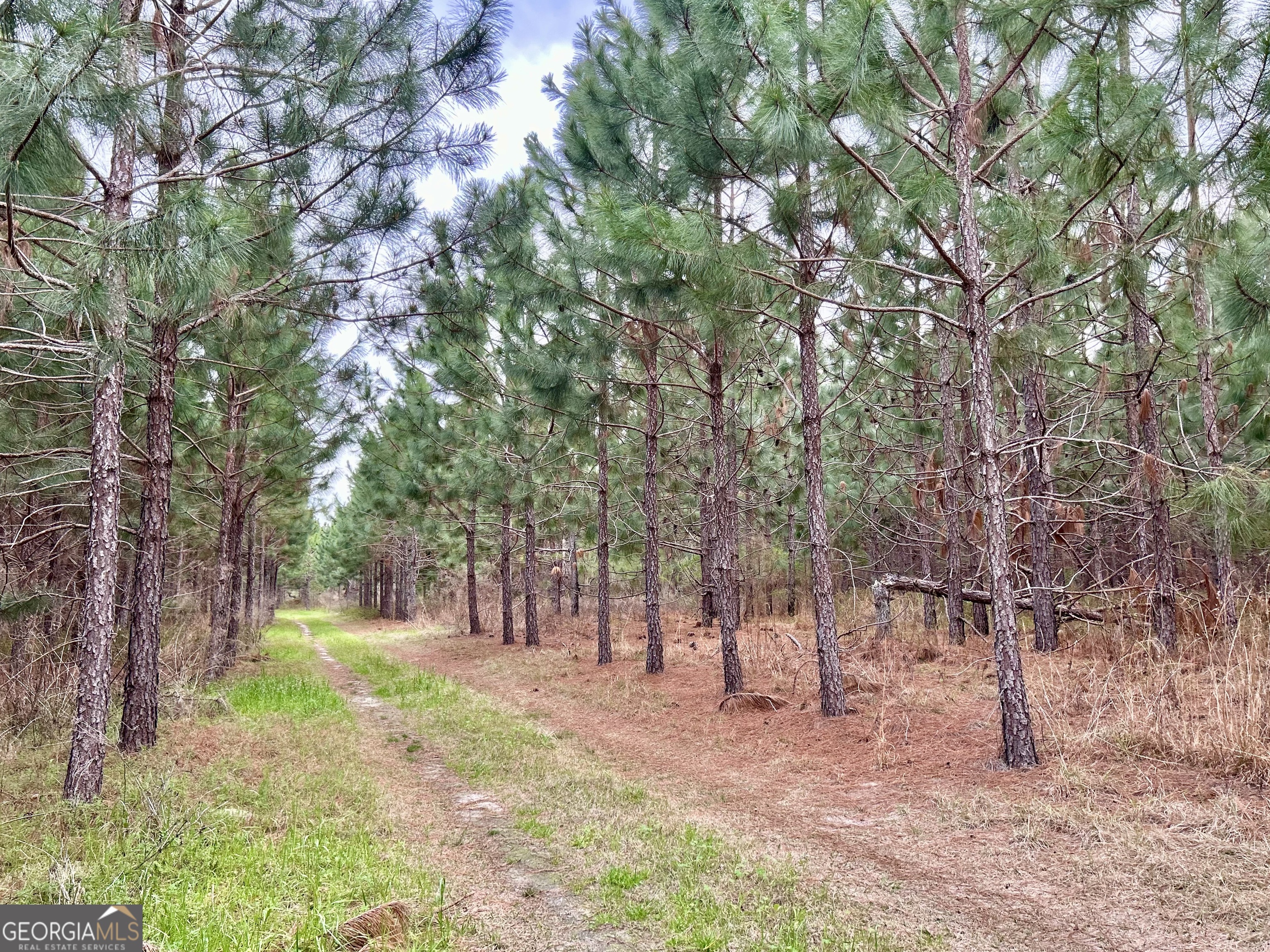 668 10 Mile Road Fitzgerald, GA 31750 - Photo 3 of 19 a view of a forest with trees