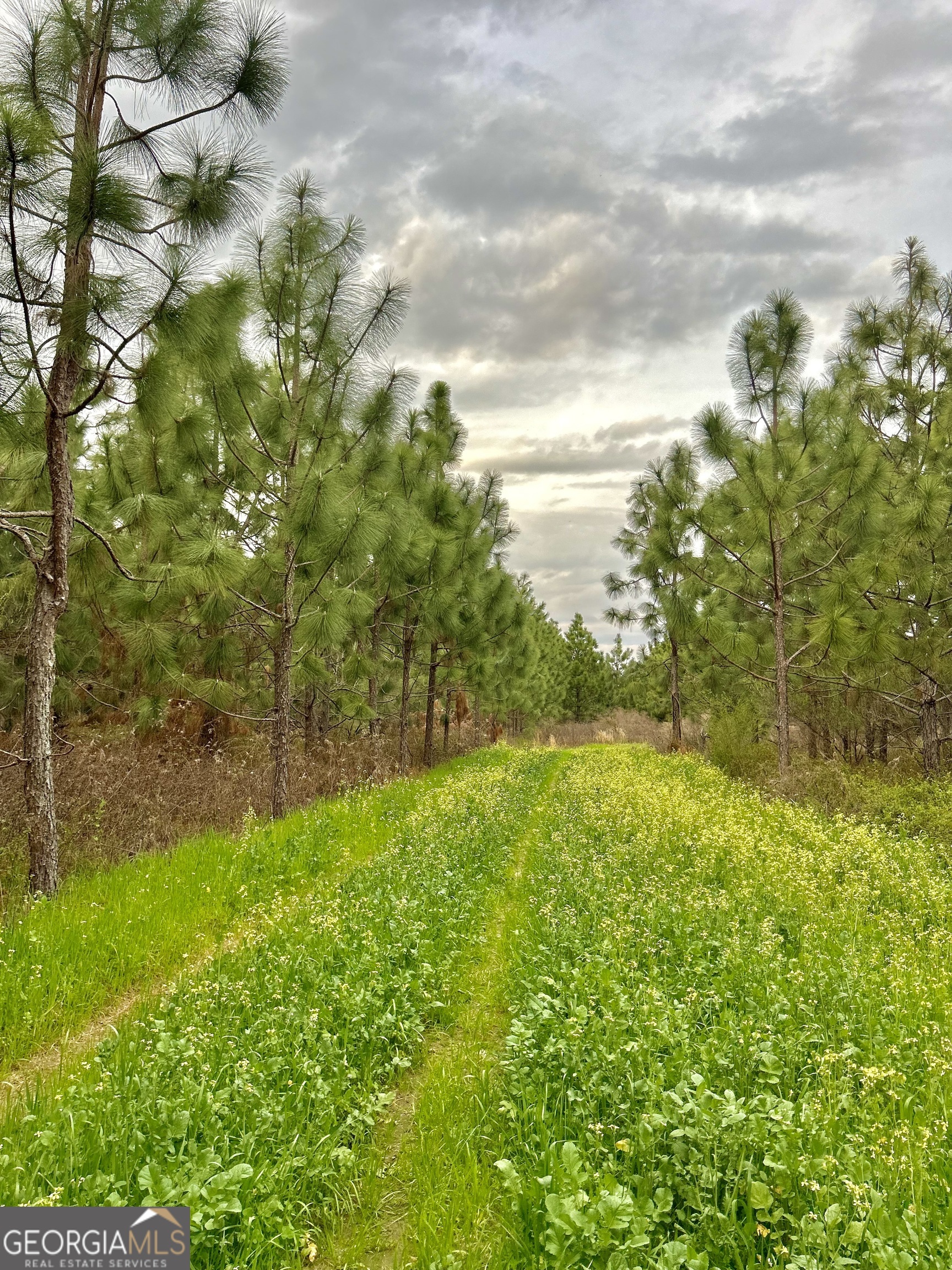668 10 Mile Road Fitzgerald, GA 31750 - Photo 6 of 19 a view of yard with swimming pool and green space