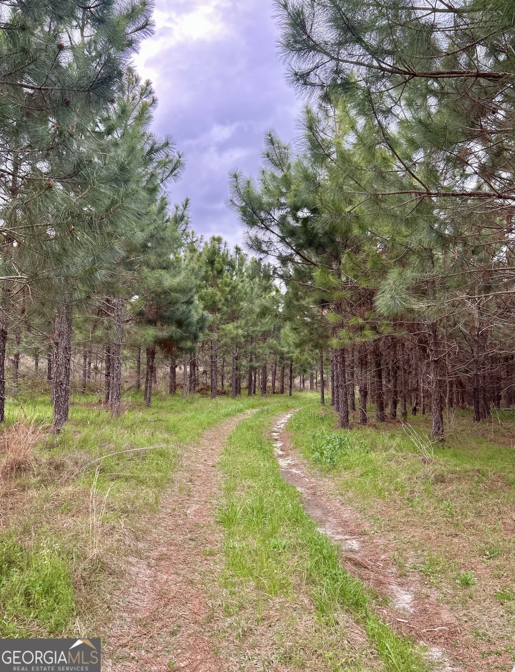 668 10 Mile Road Fitzgerald, GA 31750 - Photo 7 of 19 a view of a backyard with large trees