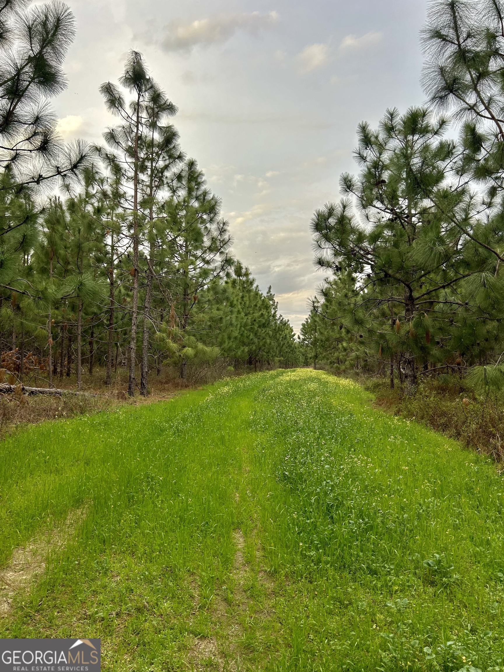 668 10 Mile Road Fitzgerald, GA 31750 - Photo 10 of 19 a view of green field with trees