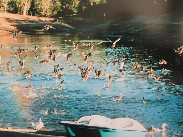a view of a lake with a yard