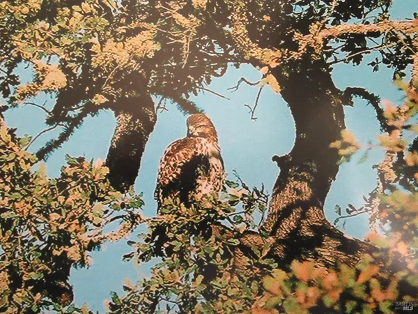 a view of yard with trees