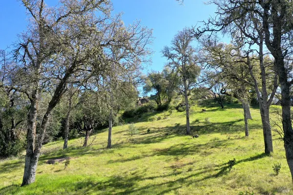a view of a yard with a tree