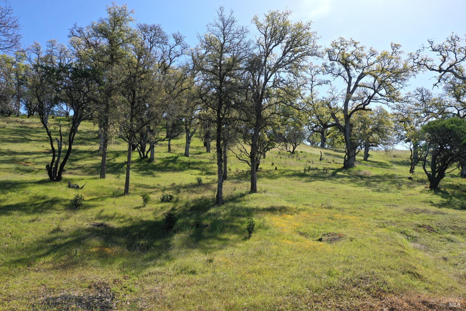 18300 Morgan Valley Road Lower Lake, CA 95457 - Photo 24 of 55 a view of yard with trees