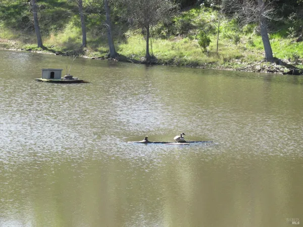 a view of a yard with a trees