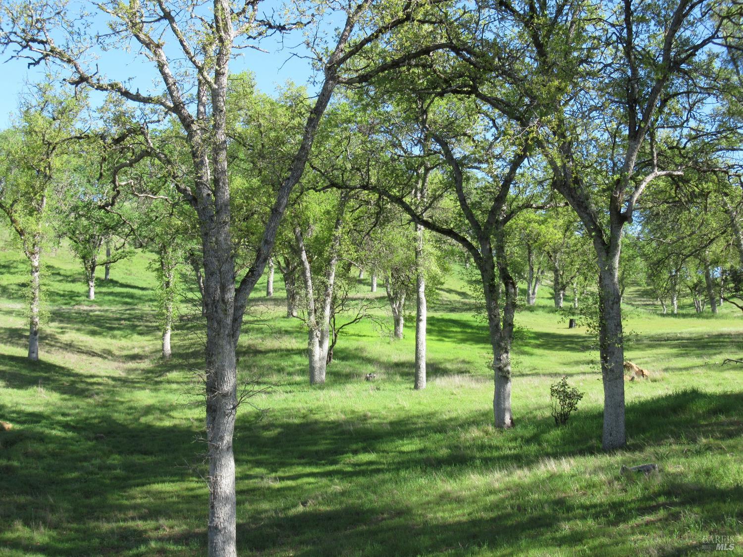18300 Morgan Valley Road Lower Lake, CA 95457 - Photo 33 of 55 a view of field with trees in the background