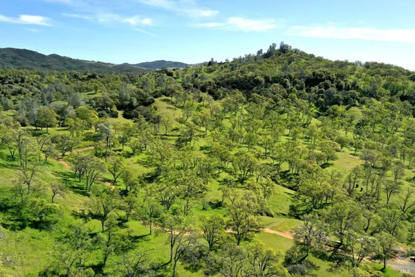 a view of yard with trees