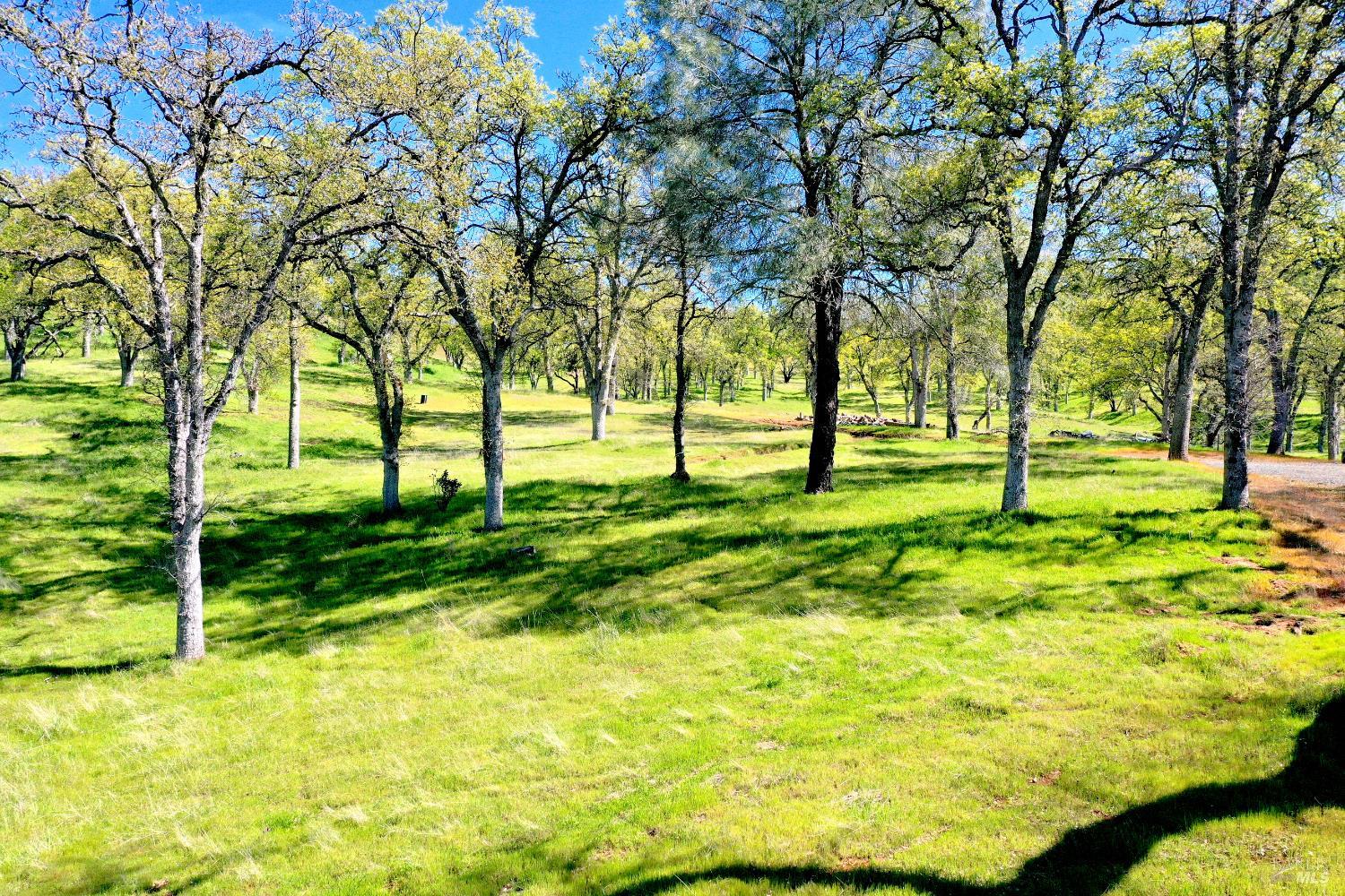 18300 Morgan Valley Road Lower Lake, CA 95457 - Photo 46 of 55 a view of yard with trees
