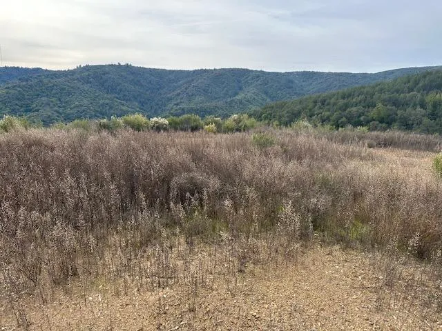 a view of a forest with mountains in the background