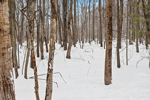 $299,000 | Nadeau Drive, Pullman, MI 49450