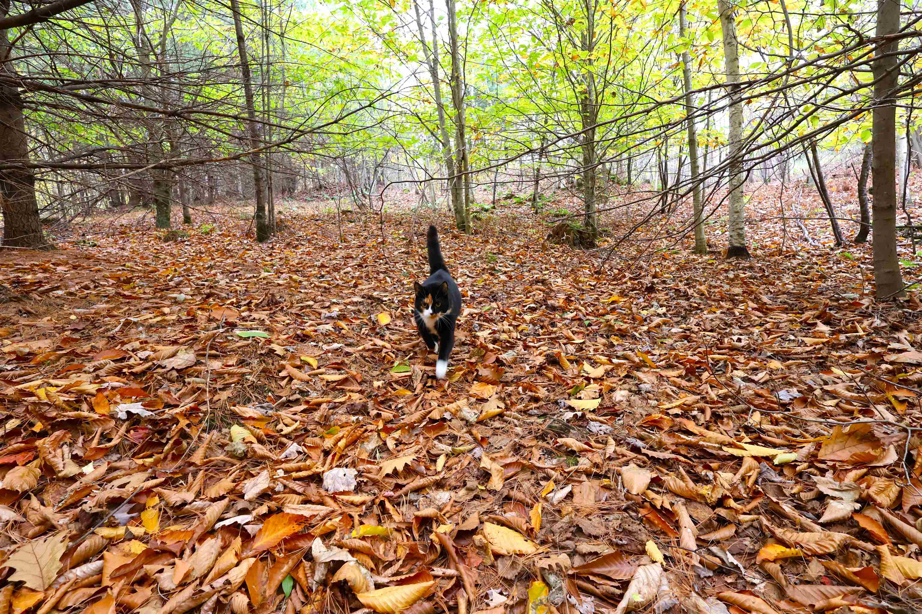0 Christian Street White River Junction, VT 05001 - Photo 5 of 8