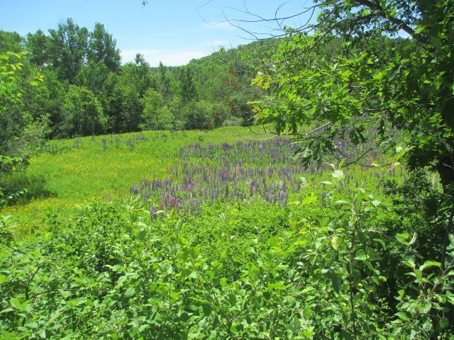 167 Swetts Pond Road Orrington, ME 04474 - Photo 6 of 20 Photo