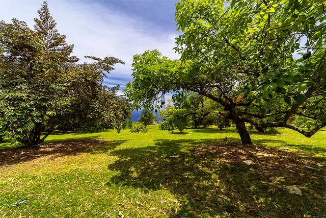 a view of a tree in a backyard