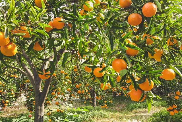 a view of street with flower plants