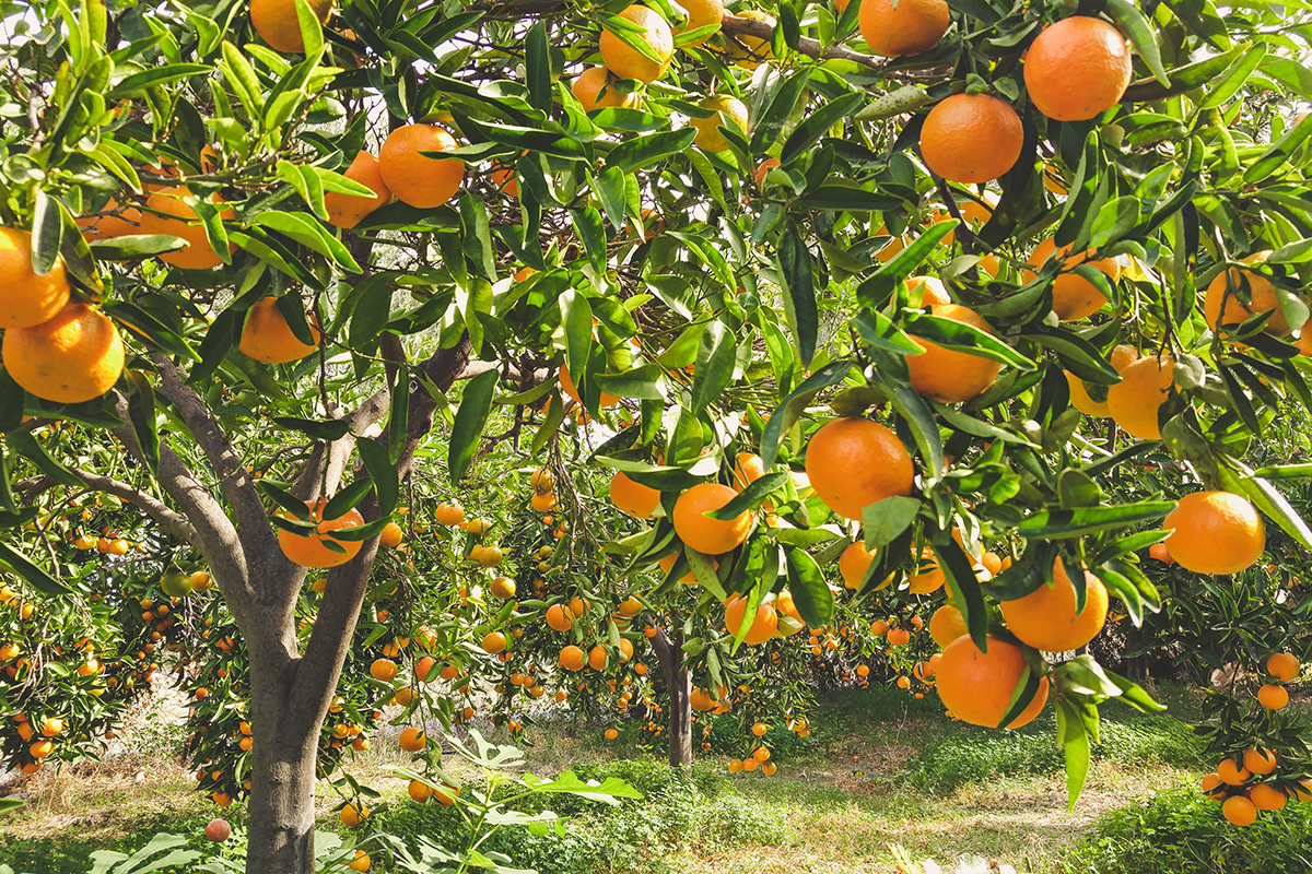 35-486 Pahale Road Papaaloa, HI 96780 - Photo 29 of 30 a view of a tree in a backyard