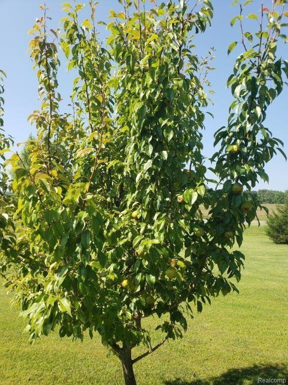 6760 Fostoria Road Otter Lake, MI 48464 - Photo 44 of 44 Loaded Pear Trees