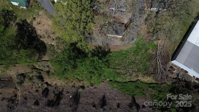 a view of a yard with plants and large trees