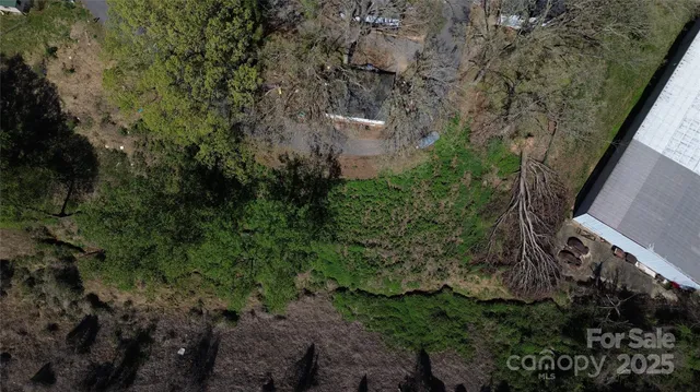 a view of a forest with a tree