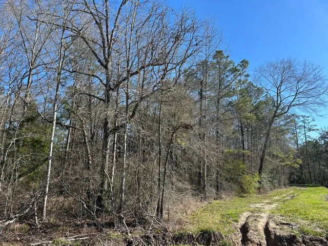 a view of a yard with large trees