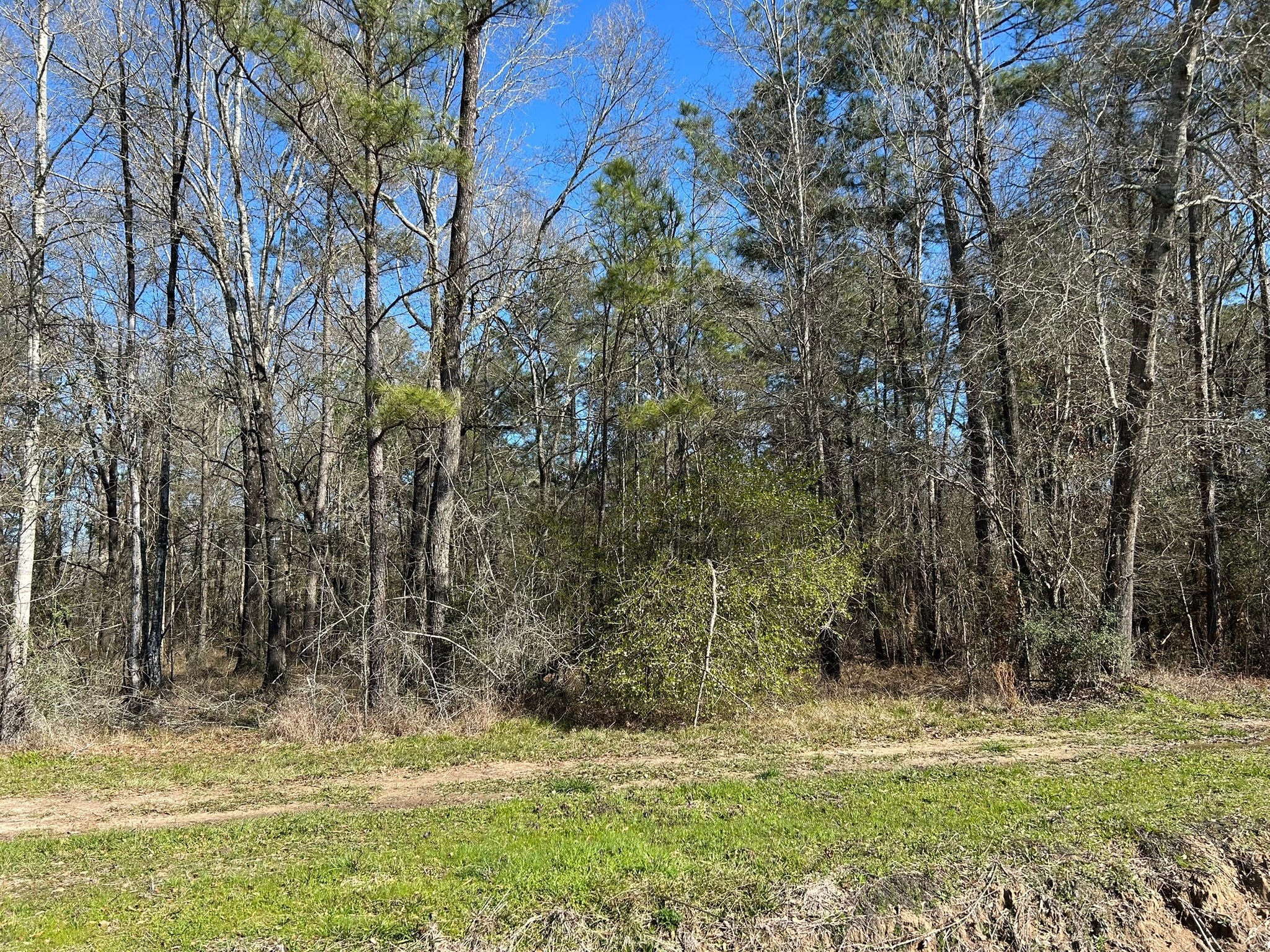5 Circle 5 Street Orange, TX 77632 - Photo 3 of 10 a view of a yard with large trees