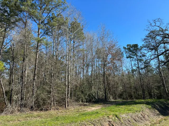 a view of backyard with green space
