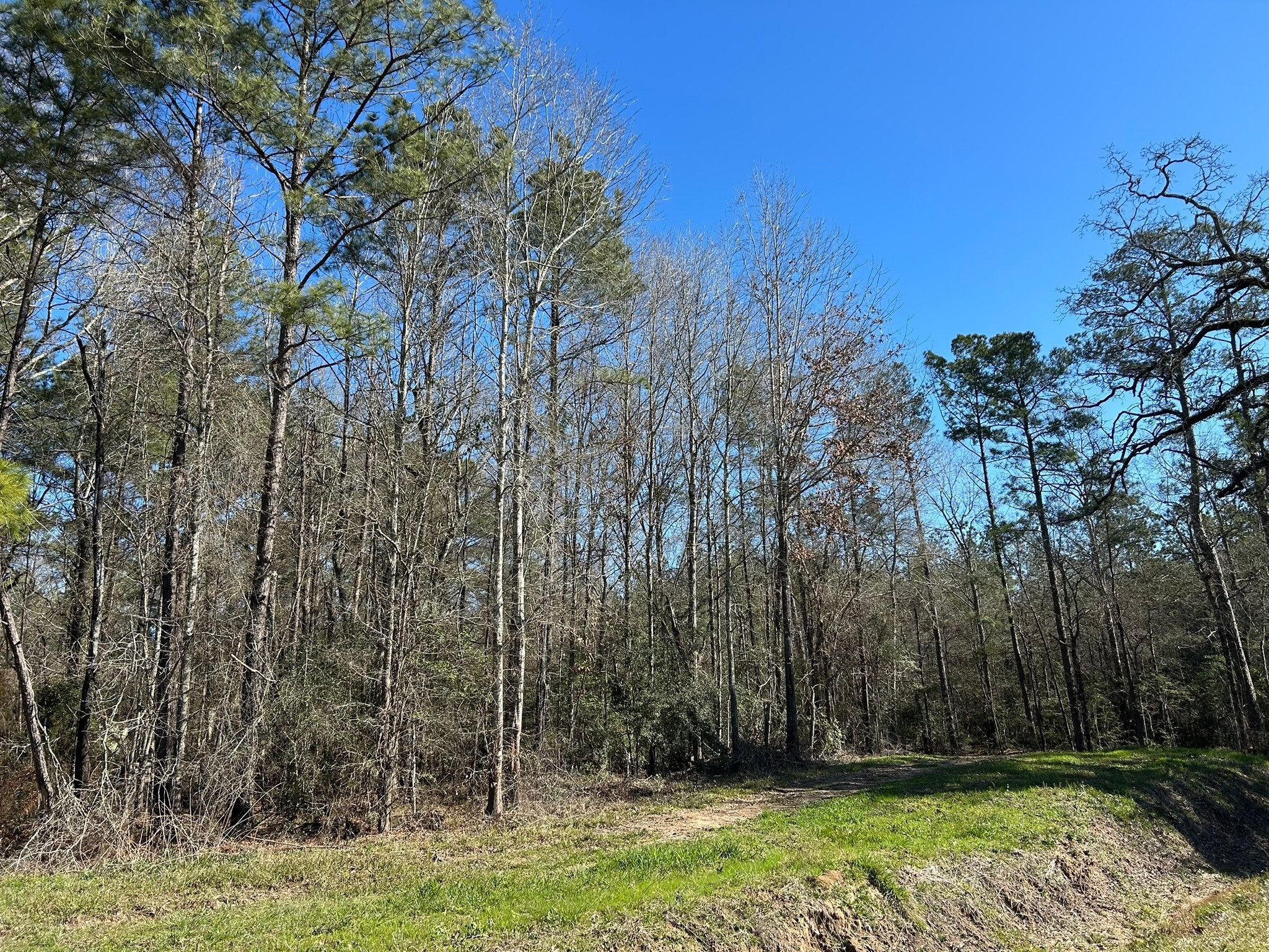 5 Circle 5 Street Orange, TX 77632 - Photo 4 of 10 a view of backyard with green space