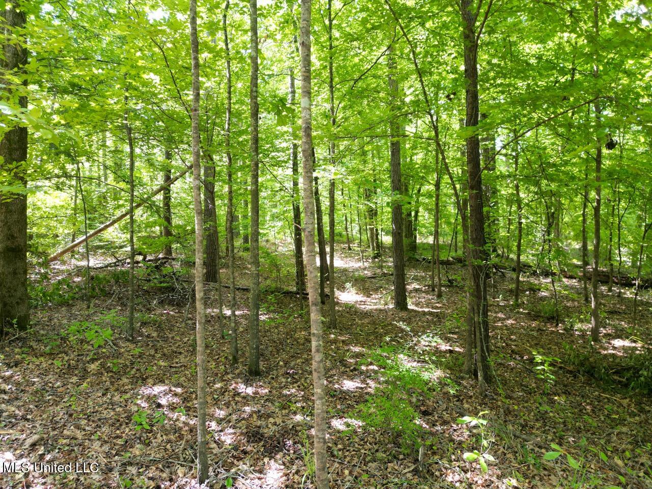 547 Tate Road Natchez, MS 39120 - Photo 5 of 24 DJI_0956 Large