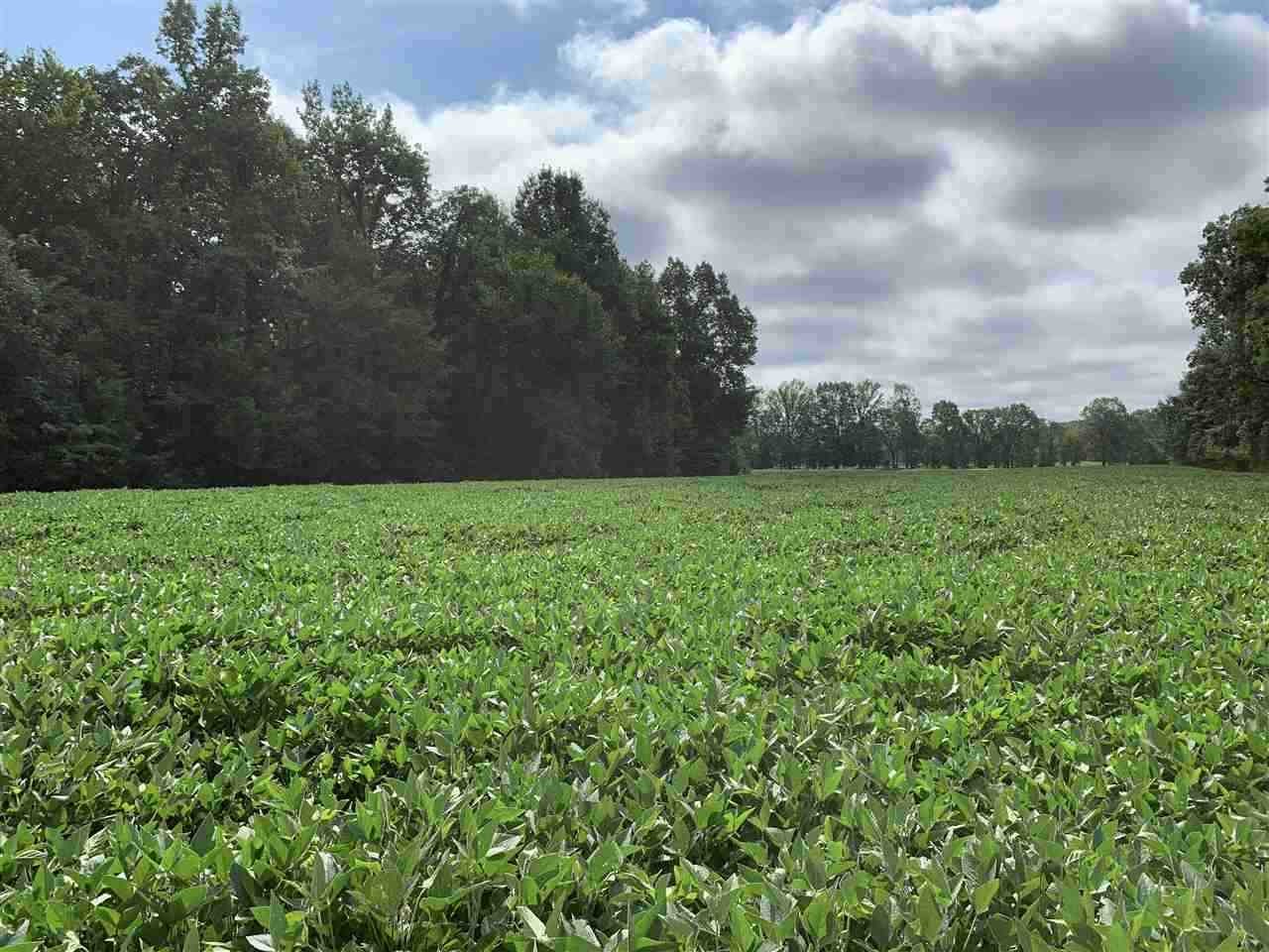 0 Tom Baker / Nance Bend Road Clifton, TN 38425 - Photo 12 of 13 Gallery Image 12