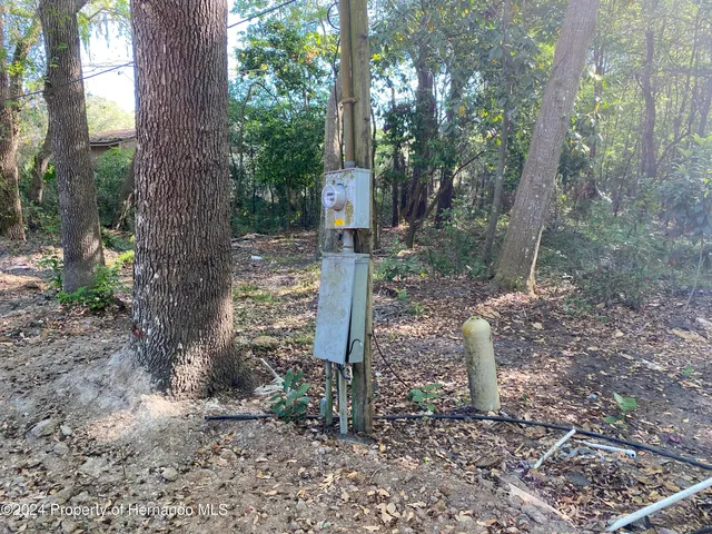 a view of a yard with large trees