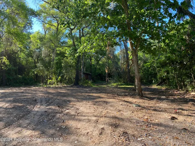 a view of a yard with large trees