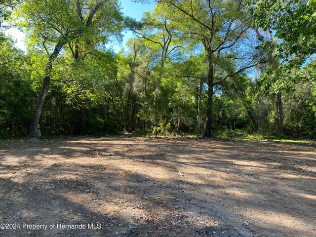 a view of a lush green forest with lots of trees