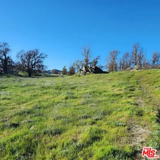 a view of a field with plants and trees