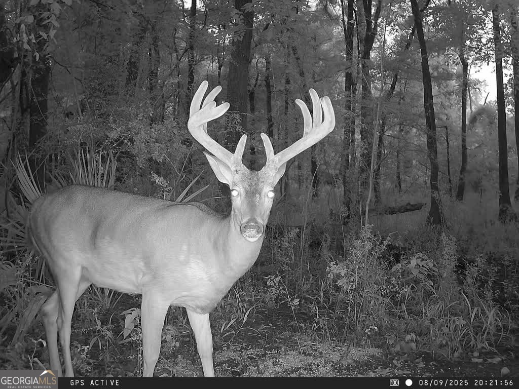 0 Charles Street Vienna, GA 31092 - Photo 13 of 18