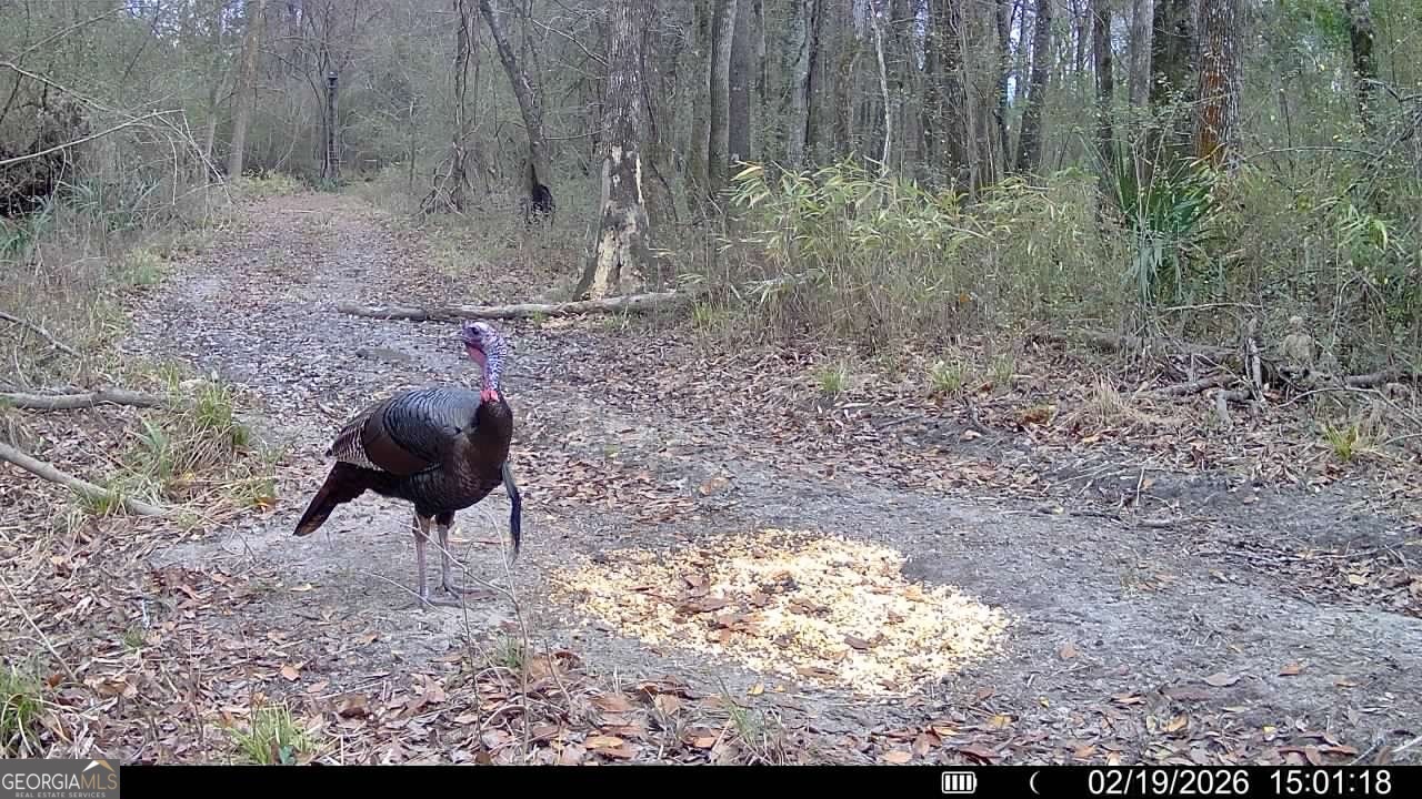 0 Charles Street Vienna, GA 31092 - Photo 3 of 18 a backyard of a house with lots of green space