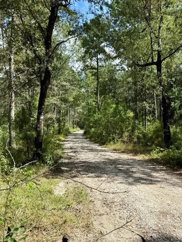 a view of a yard with plants and trees