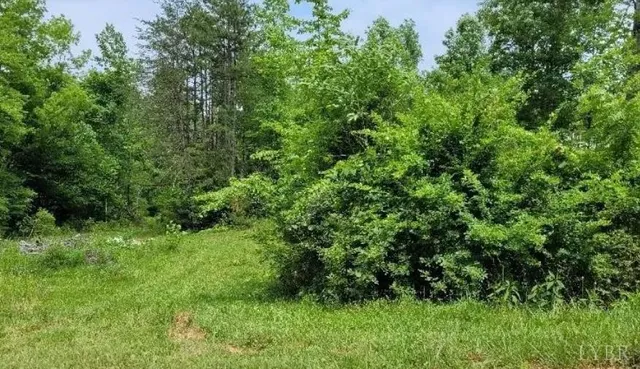 a view of a lush green forest