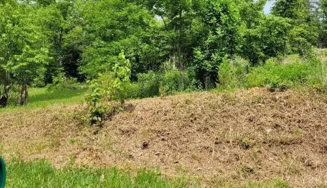a view of a yard with plants and tree
