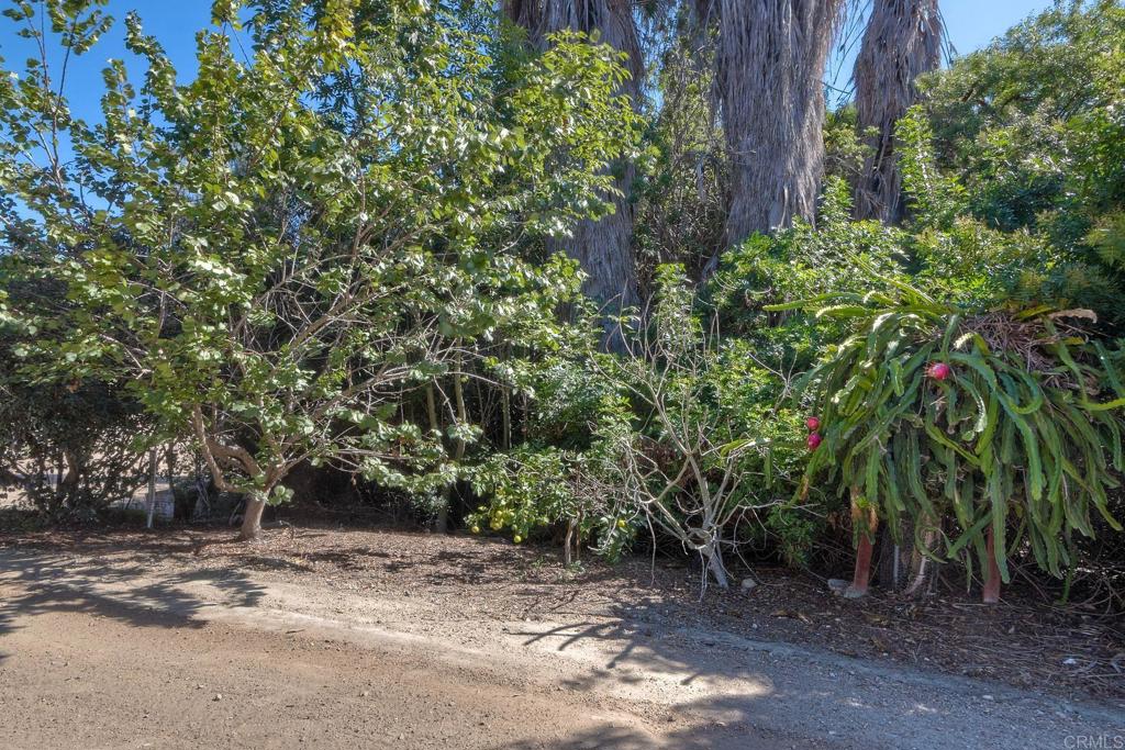 554 Taylor Street Vista, CA 92084 - Photo 33 of 51 a view of a yard with plants and trees