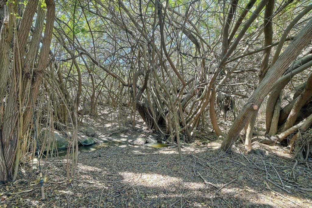 554 Taylor Street Vista, CA 92084 - Photo 34 of 51 a view of a yard with large trees