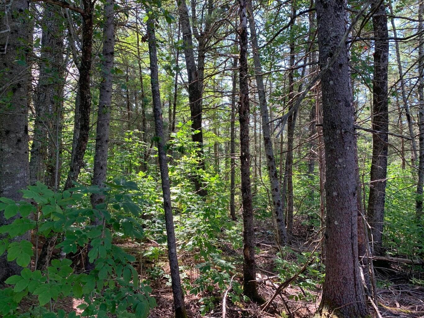 296 Georges Pond Road Franklin, ME 04634 - Photo 3 of 6