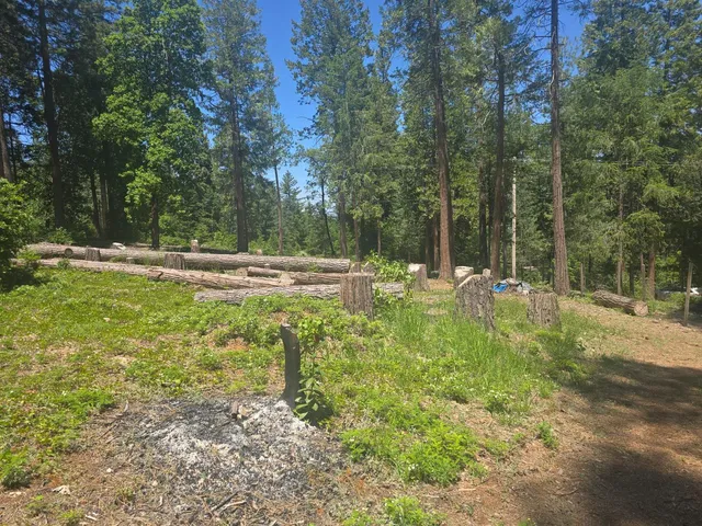 a view of a park with trees