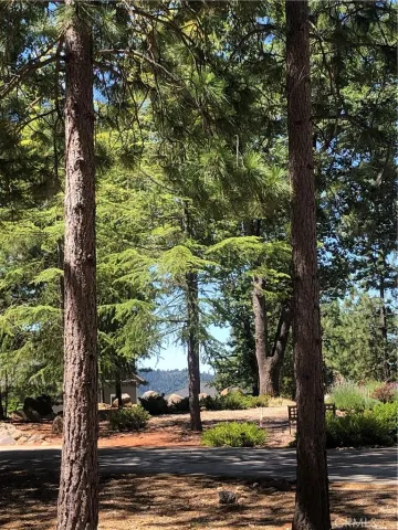 a view of a yard with plants and trees