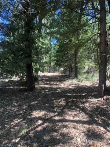 a view of dirt yard with a large tree